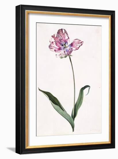 Tulip, A Botanical Illustration, A Botanical Illustration-Georg Dionysius Ehret-Framed Giclee Print