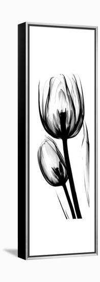 Tulip A52-Albert Koetsier-Framed Stretched Canvas