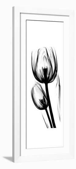 Tulip A52-Albert Koetsier-Framed Premium Giclee Print