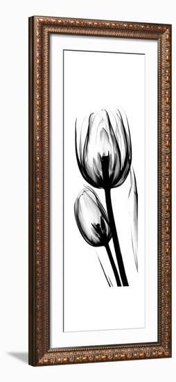 Tulip A52-Albert Koetsier-Framed Premium Giclee Print