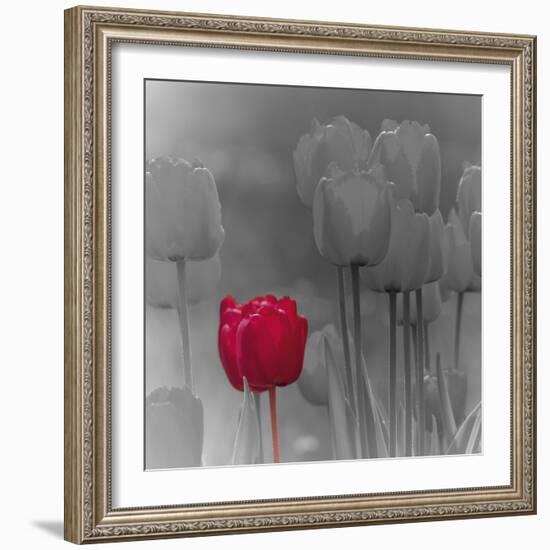 Tulip Accent I-Katja Marzahn-Framed Giclee Print