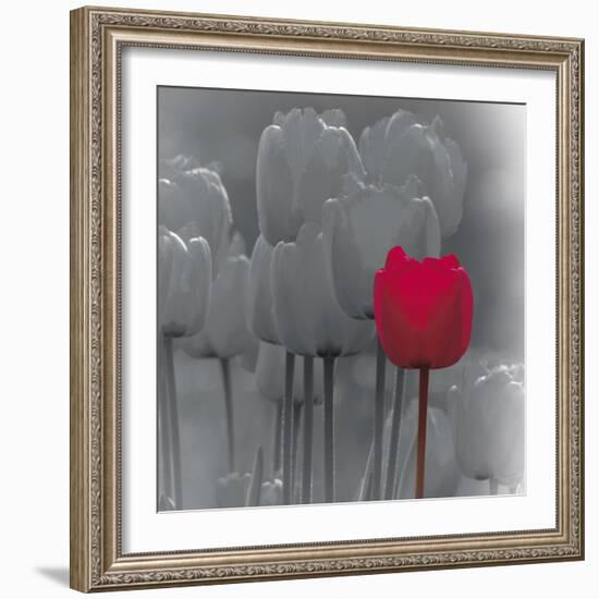 Tulip Accent II-Katja Marzahn-Framed Giclee Print