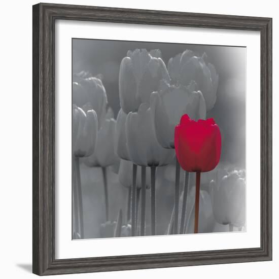 Tulip Accent II-Katja Marzahn-Framed Giclee Print