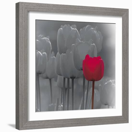 Tulip Accent II-Katja Marzahn-Framed Giclee Print