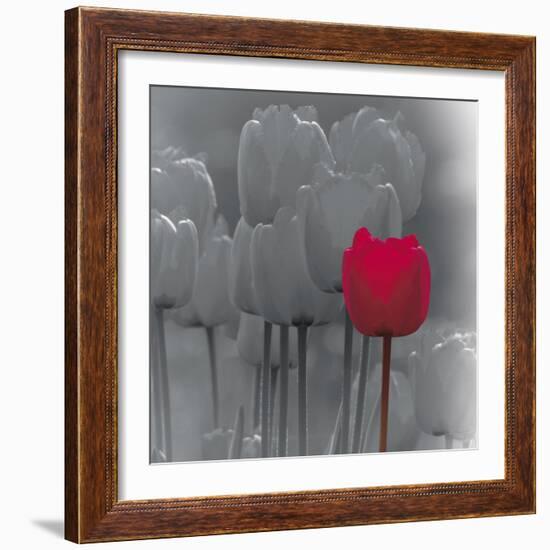 Tulip Accent II-Katja Marzahn-Framed Giclee Print