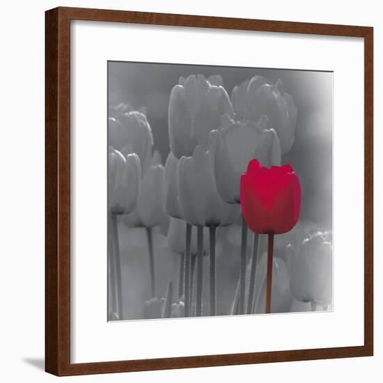 Tulip Accent II-Katja Marzahn-Framed Giclee Print