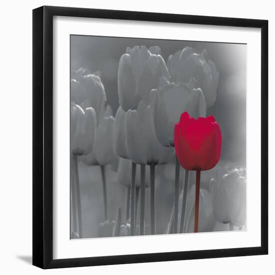 Tulip Accent II-Katja Marzahn-Framed Giclee Print