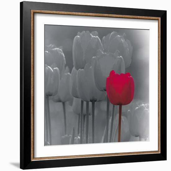 Tulip Accent II-Katja Marzahn-Framed Giclee Print