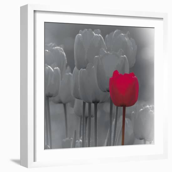 Tulip Accent II-Katja Marzahn-Framed Giclee Print