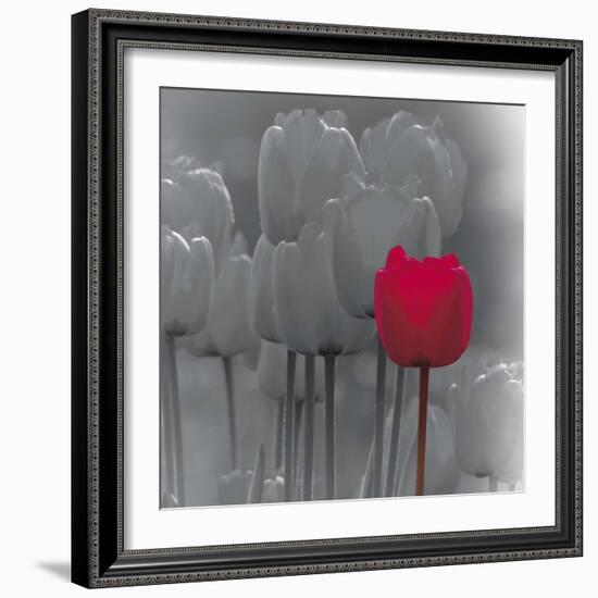 Tulip Accent II-Katja Marzahn-Framed Giclee Print