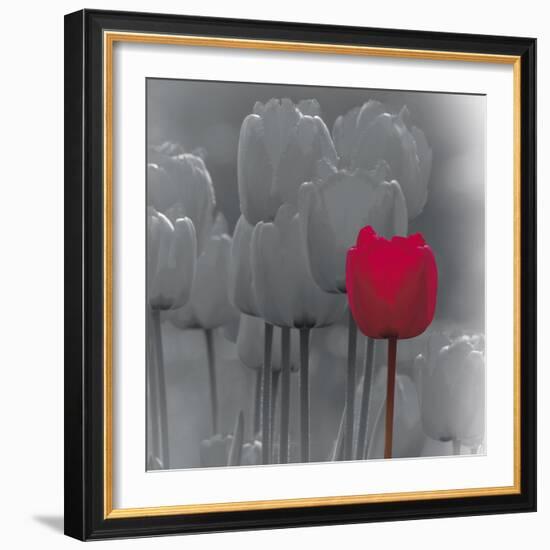 Tulip Accent II-Katja Marzahn-Framed Giclee Print