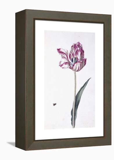 Tulip and Bee, 18th Century-null-Framed Premier Image Canvas