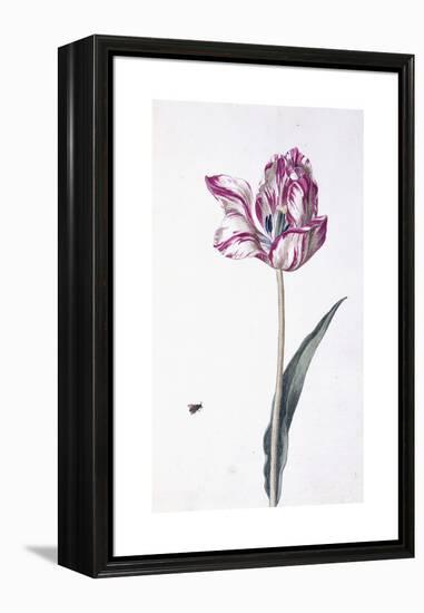 Tulip and Bee, 18th Century-null-Framed Premier Image Canvas