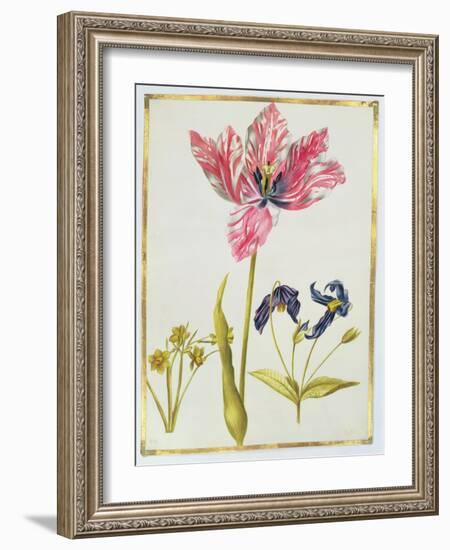 Tulip and Daffodil, C.1675-Nicolas Robert-Framed Giclee Print