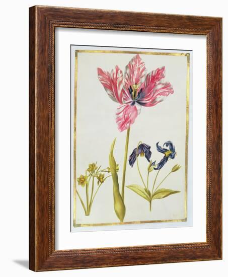 Tulip and Daffodil, C.1675-Nicolas Robert-Framed Giclee Print