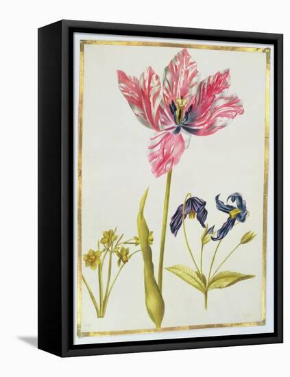 Tulip and Daffodil, C.1675-Nicolas Robert-Framed Premier Image Canvas