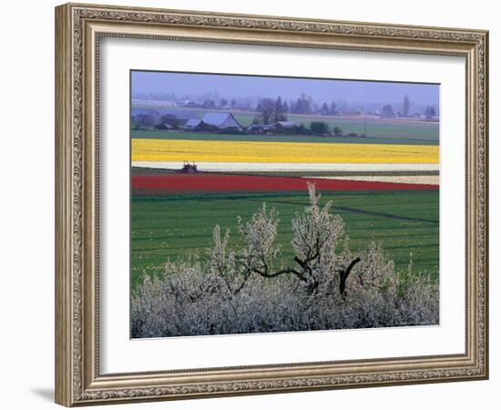 Tulip and Daffodil Fields and Farms, Skagit Valley, Washington, USA-William Sutton-Framed Photographic Print