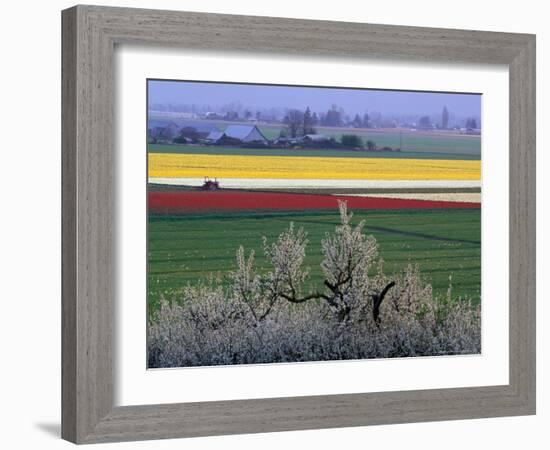 Tulip and Daffodil Fields and Farms, Skagit Valley, Washington, USA-William Sutton-Framed Photographic Print