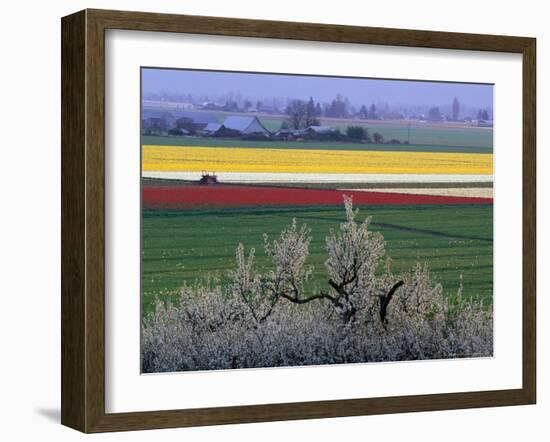 Tulip and Daffodil Fields and Farms, Skagit Valley, Washington, USA-William Sutton-Framed Photographic Print