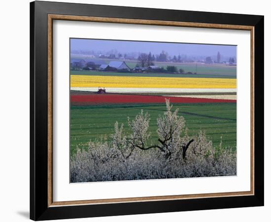 Tulip and Daffodil Fields and Farms, Skagit Valley, Washington, USA-William Sutton-Framed Photographic Print