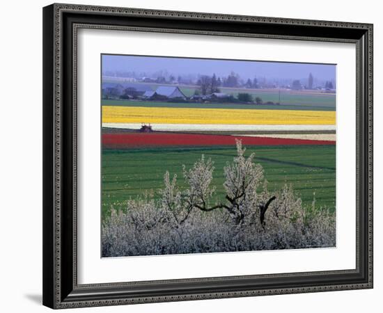 Tulip and Daffodil Fields and Farms, Skagit Valley, Washington, USA-William Sutton-Framed Photographic Print