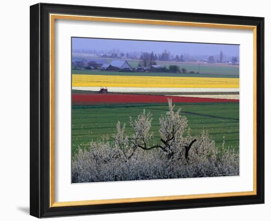 Tulip and Daffodil Fields and Farms, Skagit Valley, Washington, USA-William Sutton-Framed Photographic Print