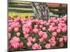 Tulip and Daffodil Garden at Tulip Festival, Skagit Valley, Washington-Jamie & Judy Wild-Mounted Photographic Print