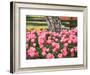 Tulip and Daffodil Garden at Tulip Festival, Skagit Valley, Washington-Jamie & Judy Wild-Framed Photographic Print