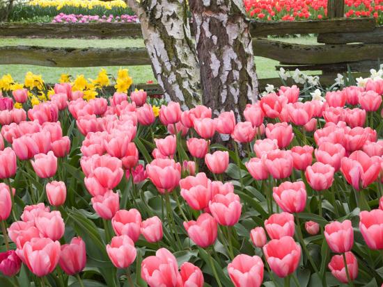 Tulip And Daffodil Garden At Tulip Festival Skagit Valley Washington Photographic Print Jamie Judy Wild Art Com Tulip And Daffodil Garden At Tulip Festival Skagit Valley Washington Photographic Print Jamie Judy Wild Art Com