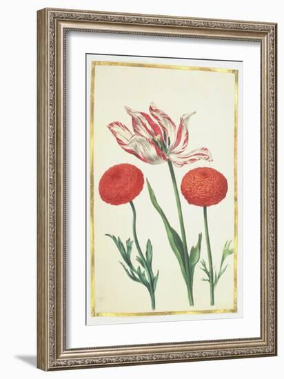 Tulip and Dahlias, C.1675-Nicolas Robert-Framed Giclee Print