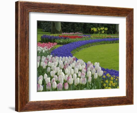 Tulip and Grape Hyacinth Garden, Keukenhof Gardens, Lisse, Netherlands, Holland-Adam Jones-Framed Photographic Print