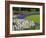 Tulip and Grape Hyacinth Garden, Keukenhof Gardens, Lisse, Netherlands, Holland-Adam Jones-Framed Photographic Print