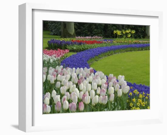 Tulip and Grape Hyacinth Garden, Keukenhof Gardens, Lisse, Netherlands, Holland-Adam Jones-Framed Photographic Print