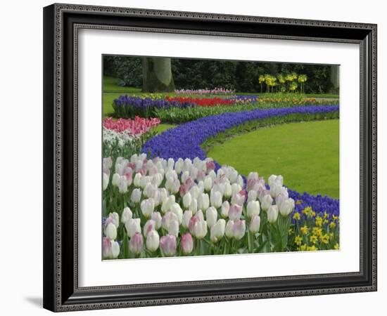 Tulip and Grape Hyacinth Garden, Keukenhof Gardens, Lisse, Netherlands, Holland-Adam Jones-Framed Photographic Print