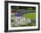 Tulip and Grape Hyacinth Garden, Keukenhof Gardens, Lisse, Netherlands, Holland-Adam Jones-Framed Photographic Print