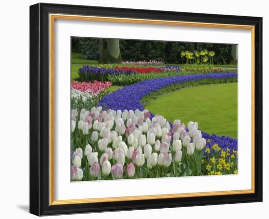 Tulip and Grape Hyacinth Garden, Keukenhof Gardens, Lisse, Netherlands, Holland-Adam Jones-Framed Photographic Print