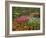 Tulip and Hyacinth Garden, Keukenhof Gardens, Lisse, Netherlands, Holland-Adam Jones-Framed Photographic Print