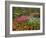 Tulip and Hyacinth Garden, Keukenhof Gardens, Lisse, Netherlands, Holland-Adam Jones-Framed Photographic Print