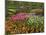 Tulip and Hyacinth Garden, Keukenhof Gardens, Lisse, Netherlands, Holland-Adam Jones-Mounted Photographic Print