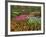 Tulip and Hyacinth Garden, Keukenhof Gardens, Lisse, Netherlands, Holland-Adam Jones-Framed Photographic Print