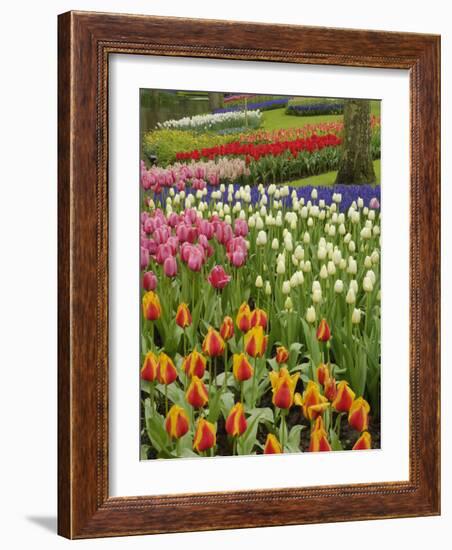 Tulip and Hyacinth Garden, Keukenhof Gardens, Lisse, Netherlands, Holland-Adam Jones-Framed Photographic Print