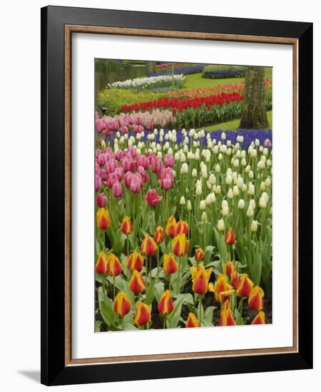 Tulip and Hyacinth Garden, Keukenhof Gardens, Lisse, Netherlands, Holland-Adam Jones-Framed Photographic Print