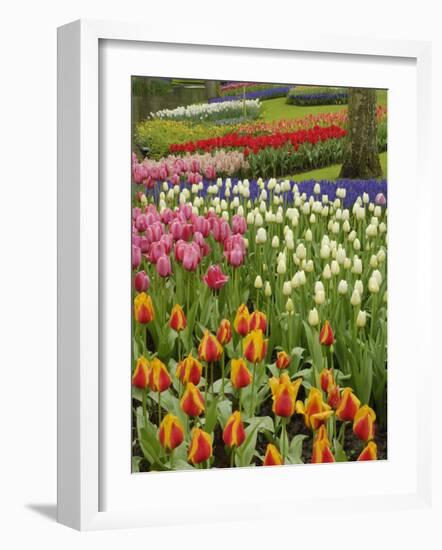 Tulip and Hyacinth Garden, Keukenhof Gardens, Lisse, Netherlands, Holland-Adam Jones-Framed Photographic Print