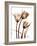 Tulip Arrangement in Brown-Albert Koetsier-Framed Art Print