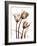 Tulip Arrangement in Brown-Albert Koetsier-Framed Art Print