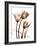 Tulip Arrangement in Brown-Albert Koetsier-Framed Art Print
