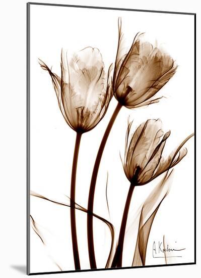 Tulip Arrangement in Brown-Albert Koetsier-Mounted Art Print