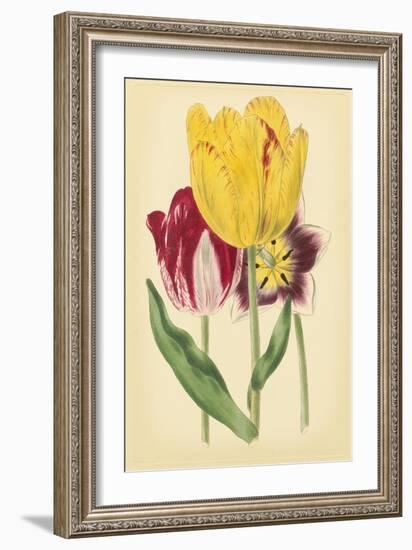 Tulip Array I-Vision Studio-Framed Art Print