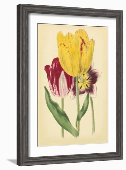 Tulip Array I-Vision Studio-Framed Art Print