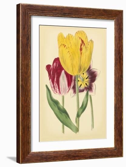 Tulip Array I-Vision Studio-Framed Art Print